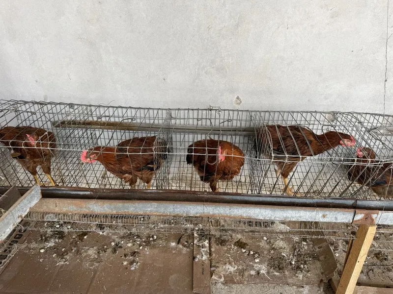 Корейский хурозлар сотилади. 3 ойлик. Вакцинаси килинган. Зоти тоза….. — фото 1