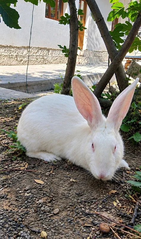 Quyolar Malla va Oq rangdagi quyon 3