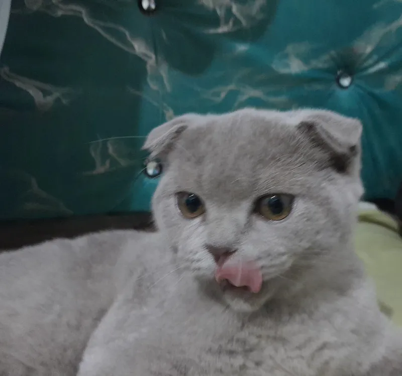 Скоттиш-фолд 1 Скоттиш-фолд 1