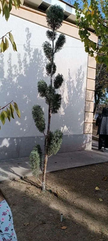 Archa kiparis Pon-Pon Bansay boyi 3.20 sotiladi — фото 1