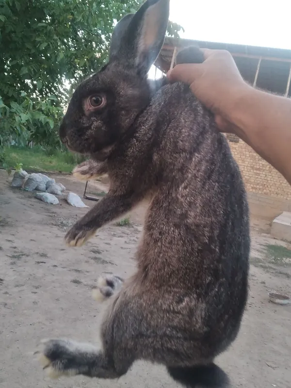 Quyon sotiladi urg'ochi 1