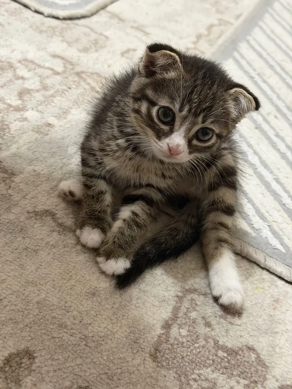 Scottish Fold — фото 2