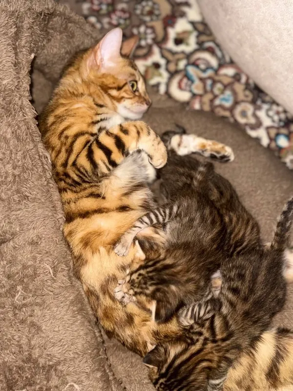 Bengal mushukchalar 5 iyun tuğilgan kuni 2 Bengal mushukchalar 5 iyun tuğilgan kuni 2
