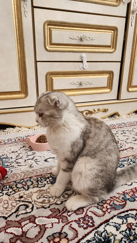 Mushuk