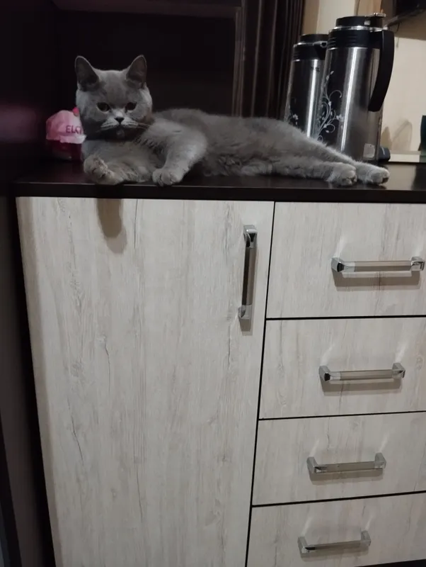 Продаётся British Shorthair 1