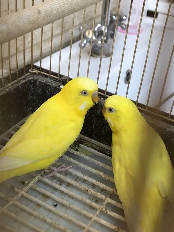 1 yarim yoshli soppa sog’ albinos qushla 2 1 yarim yoshli soppa sog’ albinos qushla 2