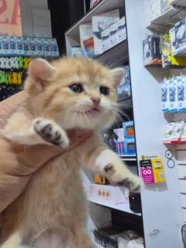 Продаётся котёнок золотая шиншилла 9 Продаётся котёнок золотая шиншилла 9