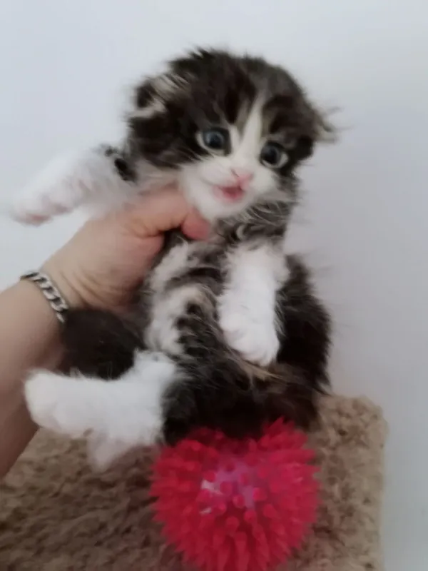 Вислоухие котята мальчики и девочки