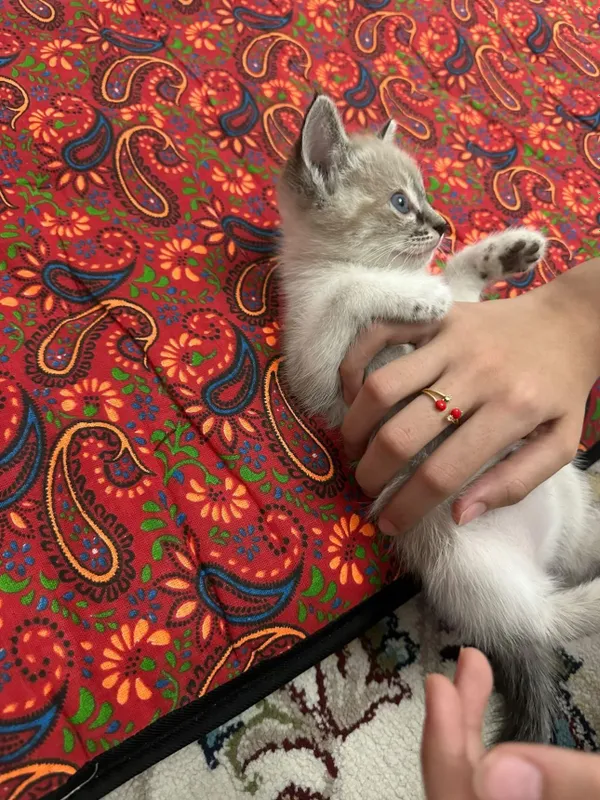 Hadiyaga beriladi 1,5 oyli srochna 5 Hadiyaga beriladi 1,5 oyli srochna 5