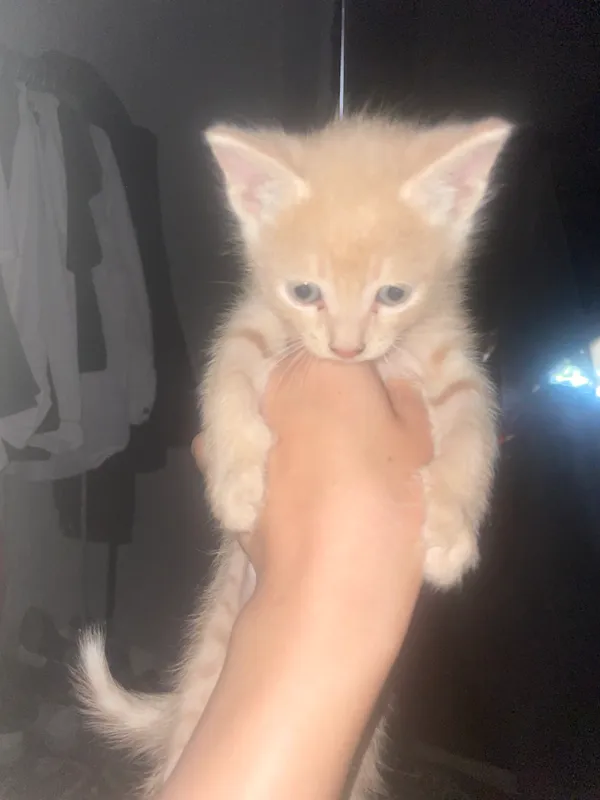 Mushuk — фото 1