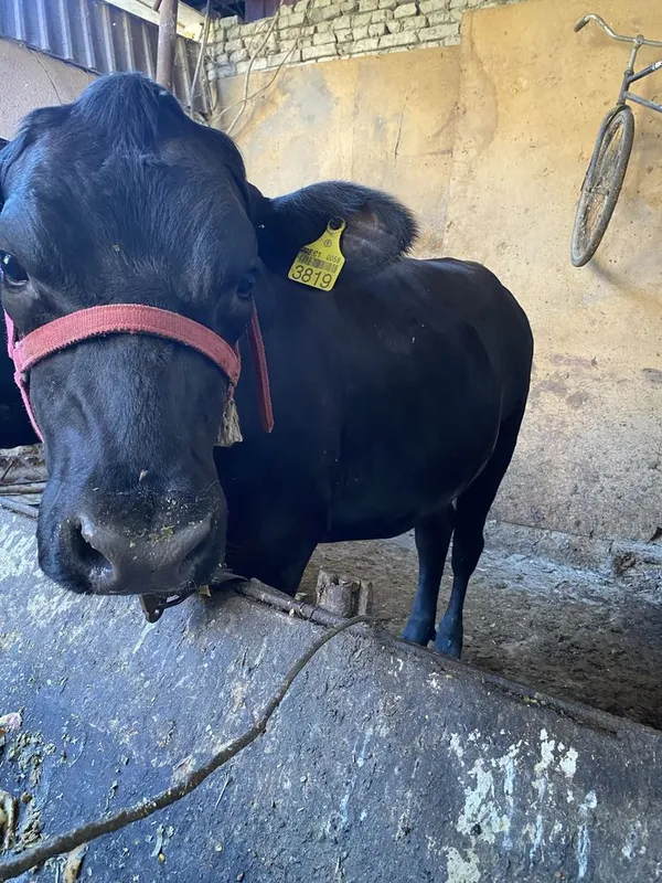 Bugoz ġunojin angus 3