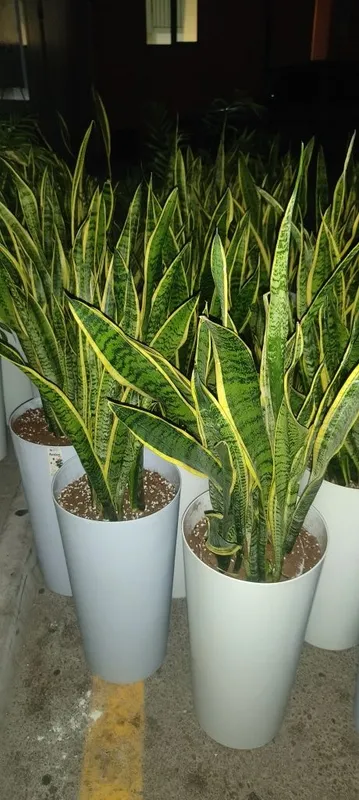 Gul decorativni ofes va xona bezaklari Gul decorativni ofes va xona bezaklari