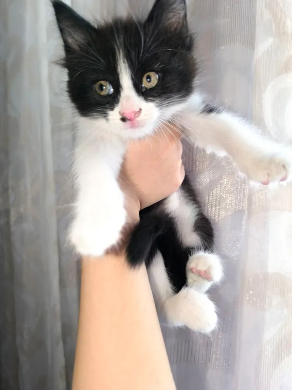 Котёнок мальчик 2 месяца