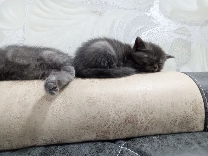 Срочно продаются котята — фото 3