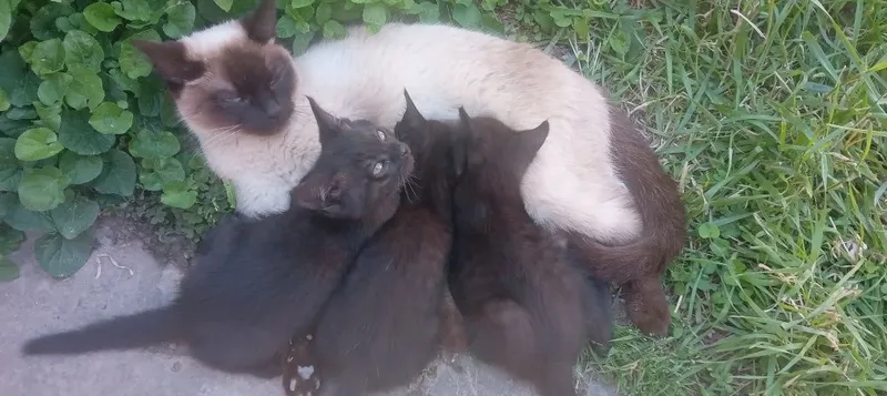 Отдам даром котенков — фото 1