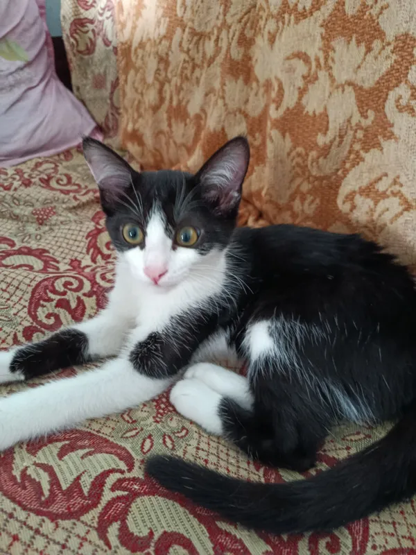 Пристраиваются котята в добрые, ответственные руки 2 Пристраиваются котята в добрые, ответственные руки 2