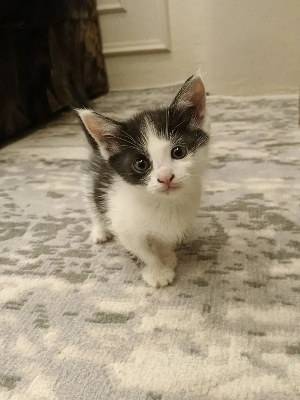 Милый котик в подарок