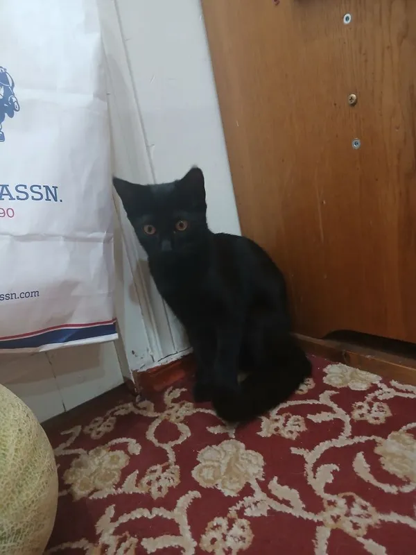 котёнок, девочка 3 котёнок, девочка 3