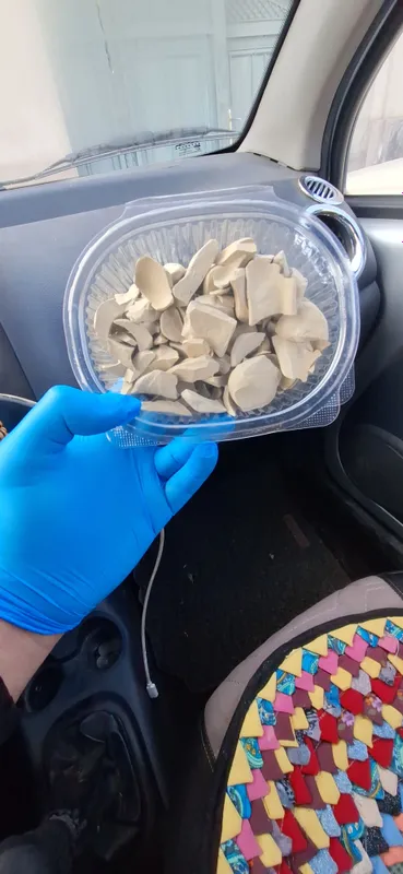 Glina Mel Gilvata 4 Glina Mel Gilvata 4