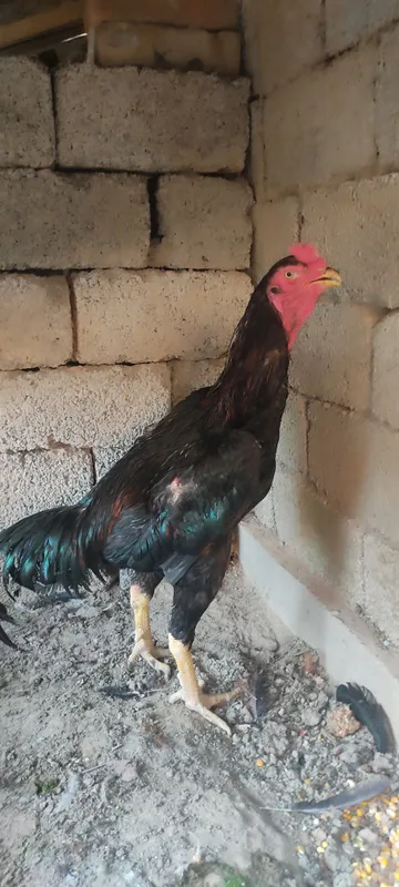 Dakan xoʻrozla sotiladi 6