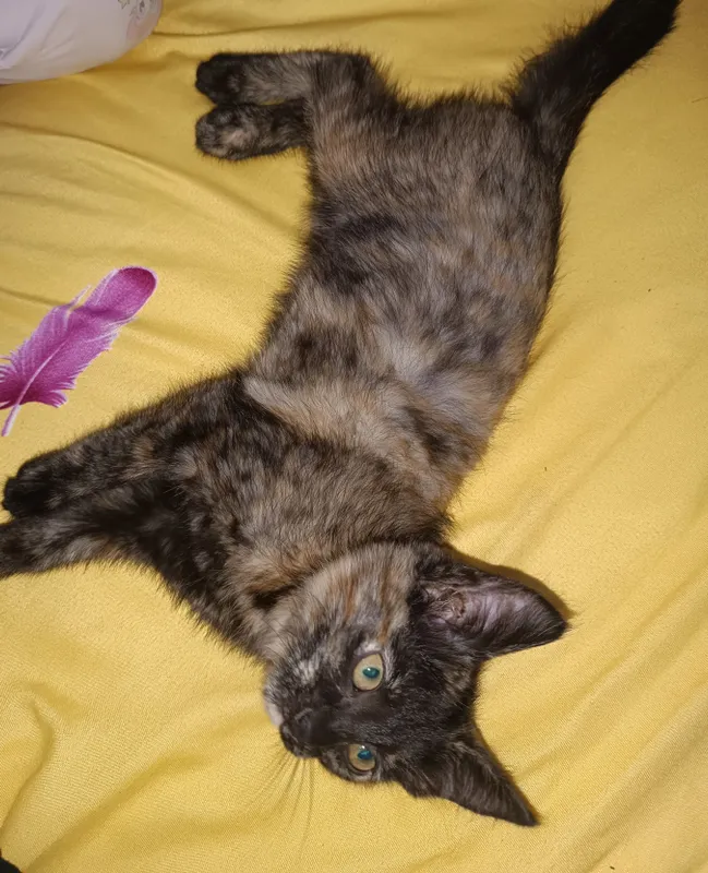 Домашний кот 1