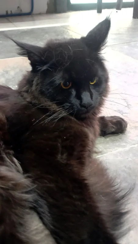 Meyn Kun Qora Mushuk 5-6 oylik Simba toza 1 Meyn Kun Qora Mushuk 5-6 oylik Simba toza 1