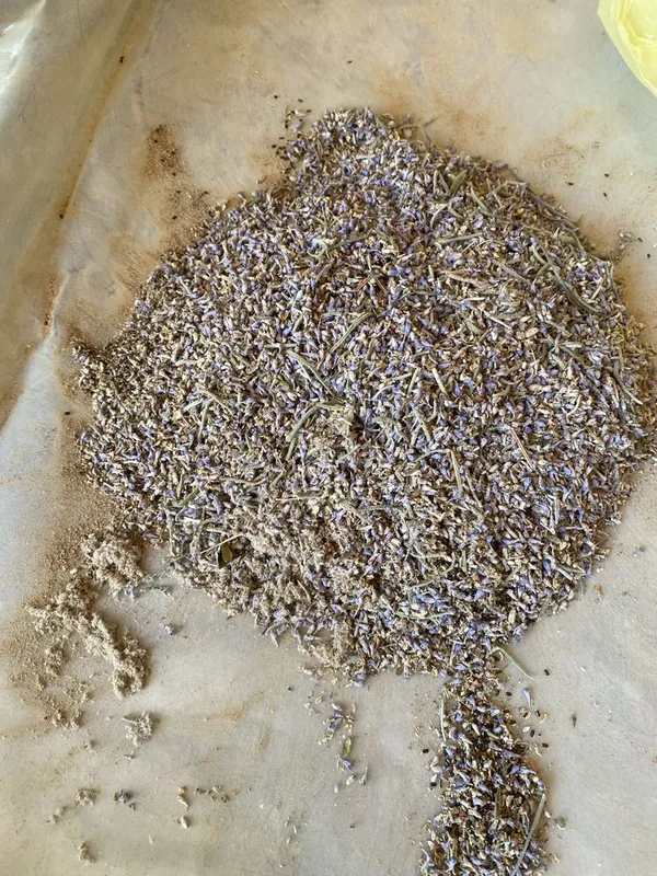 Lavanda urugi bor fransuskiy