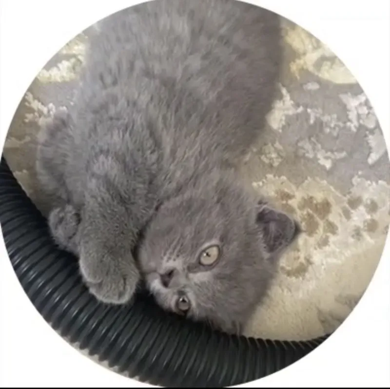 Британская кошка 1