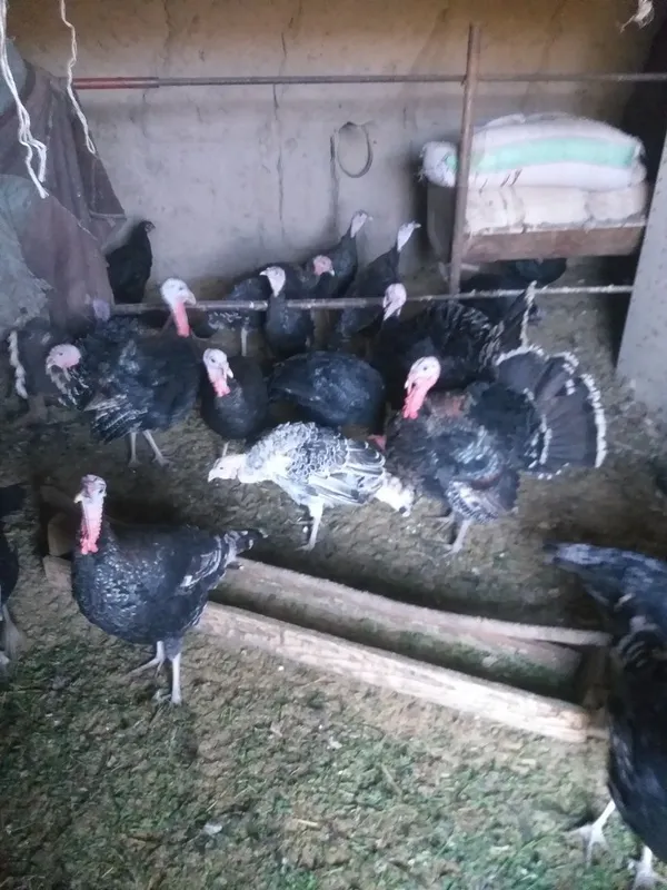 Mesni Induqla sotiladi 75000 so‘m kilosi — фото 1