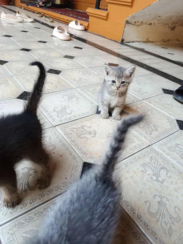 Mushuklar sotiladi onasi serebristaya shinshila otasi scottish fold 2