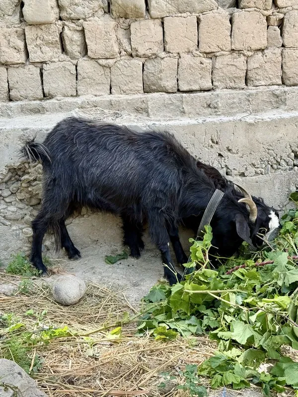 Zudlik bilan ona bola echki sotiladi — фото 1