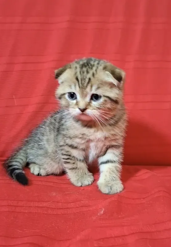 Срочно продаются шотландские котята. — фото 3