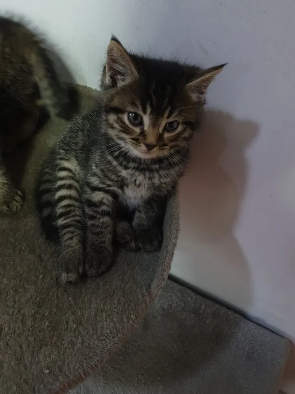 Отдам кошку с котятами — фото 6