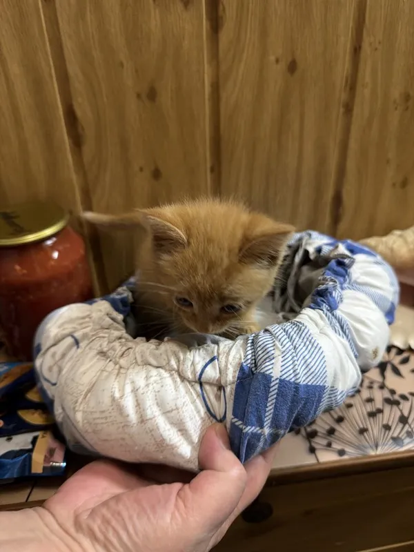 Котенок в добрые руки мальчик примерно 2 мес — фото 3