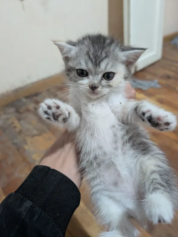 Котята шотландцы Scottish Straight 3 Котята шотландцы Scottish Straight 3