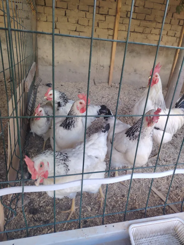Adler zotli tovuq tuxumlari sotiladi! Sifatli Adler kumush (Adler Silv 2