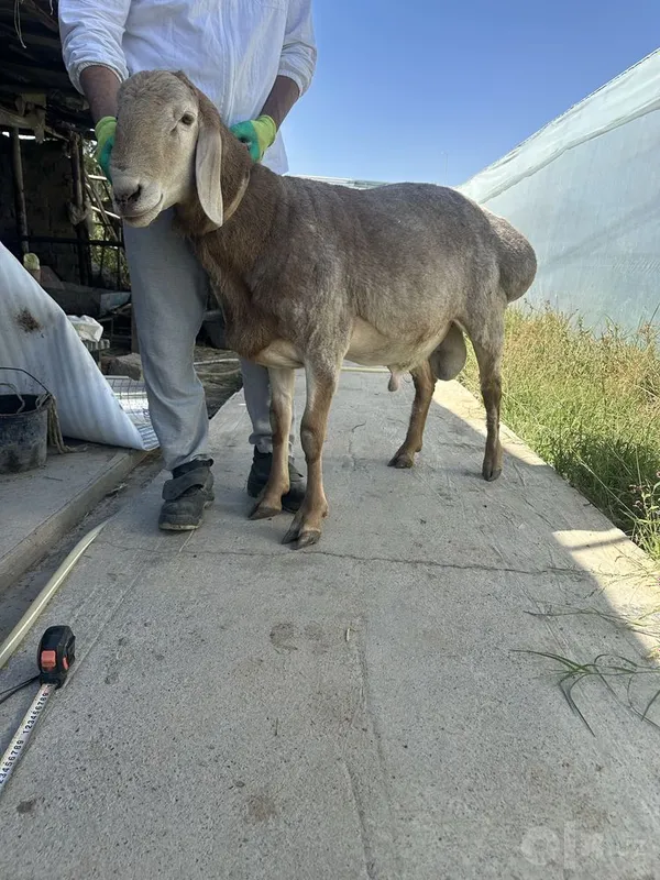 Арашанский баран 1 Арашанский баран 1