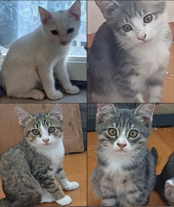 Отдадим красивых котят