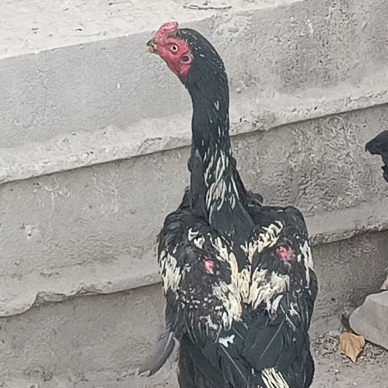 Nomi chiqqan xoroz 4