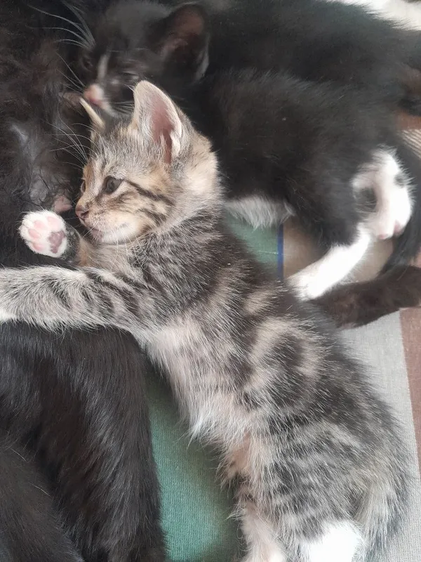 Одам котят в хорошей руки — фото 1
