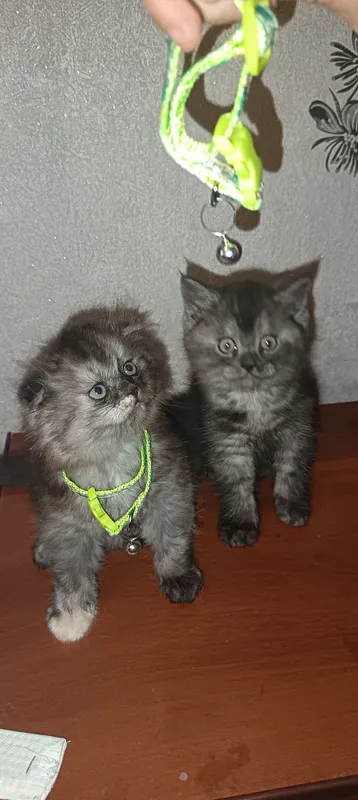 Котята Страйк и Фолд 1