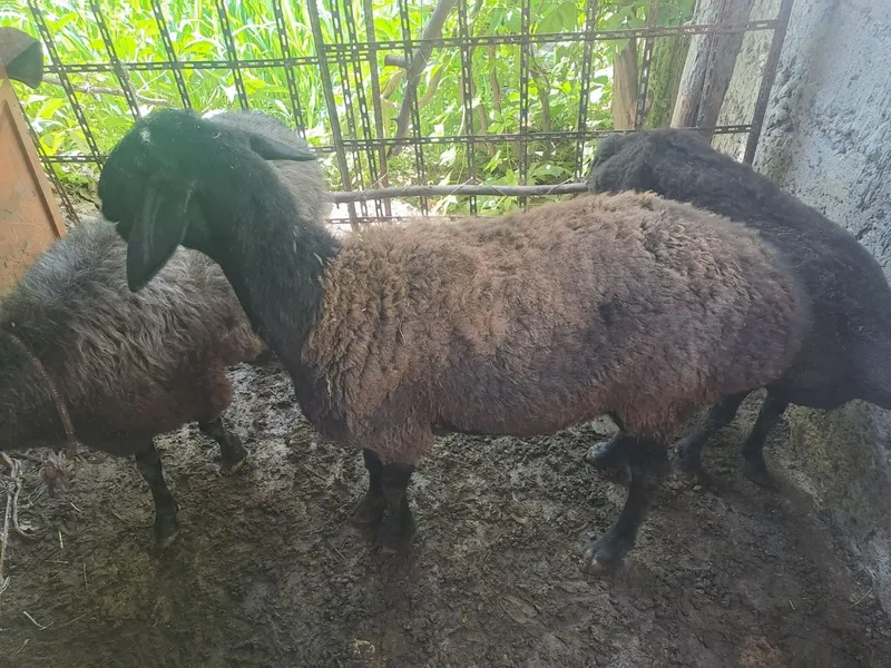 Qòylar sotiladi.