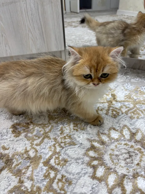 кошка 1 кошка 1