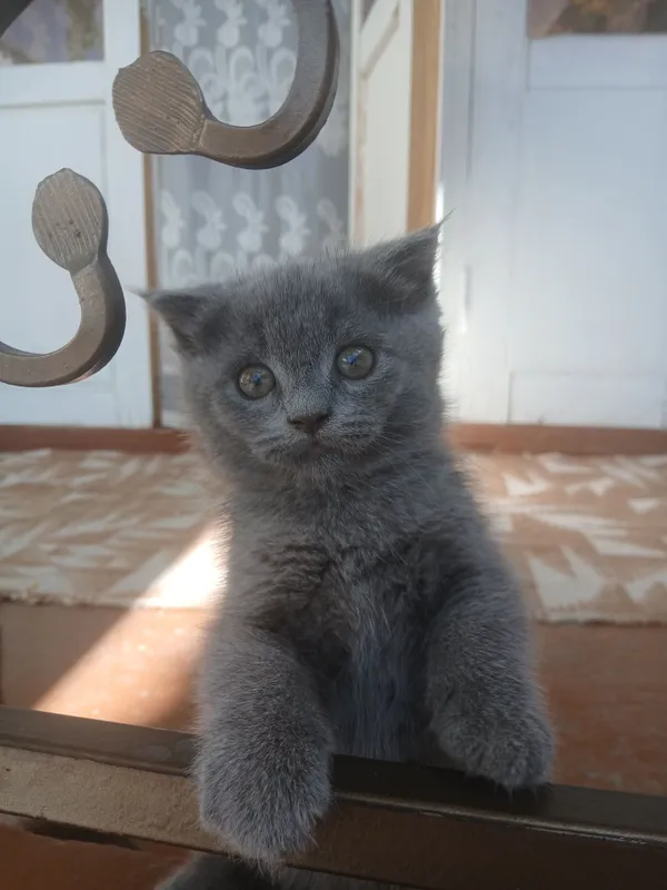 висловух котик — фото 3