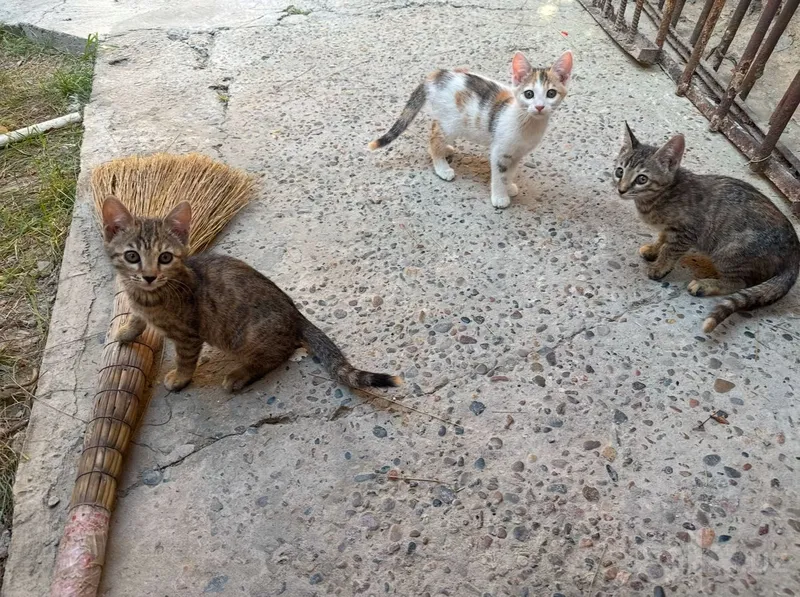 Котята в хорошие руки(девочки) Котята в хорошие руки(девочки)