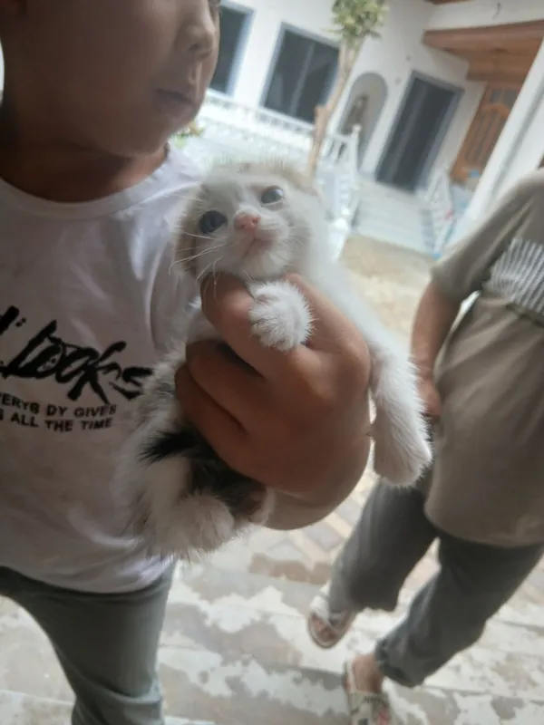 японский котёнок японский котёнок