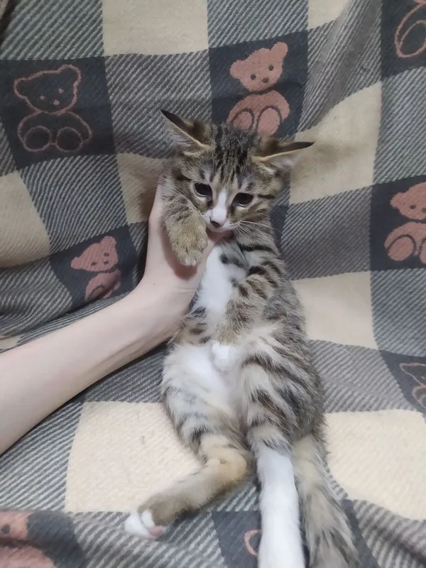 Продаются милые игривые кошечки 6