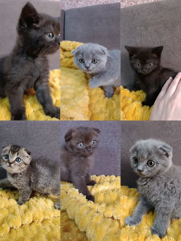 Продаются котята — фото 1