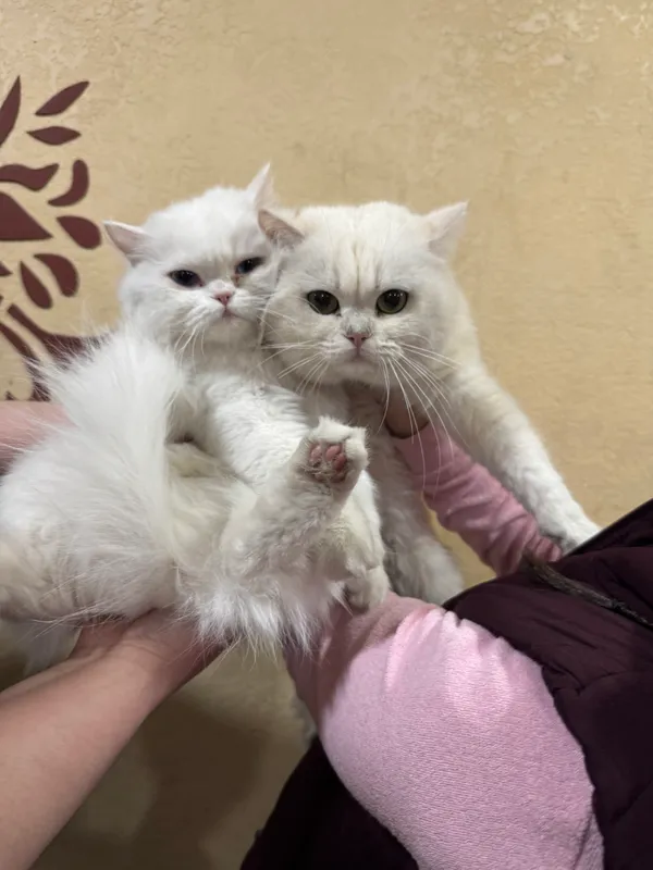 Кошка 4