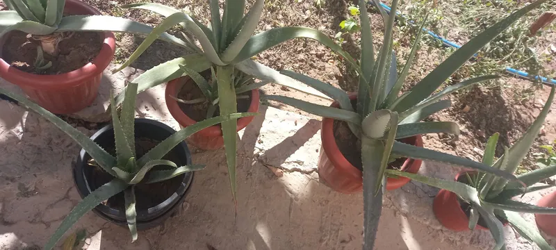 Aloe gullari chip chiroyli 3